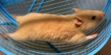 Holiday on the hamster wheel