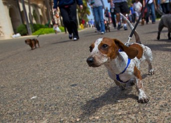 small dog on leash